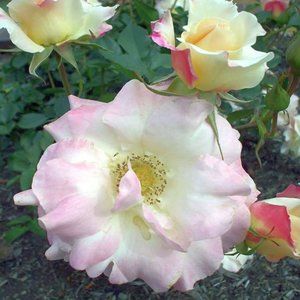 LIGHT PEACH 8" X 10" PHOTO